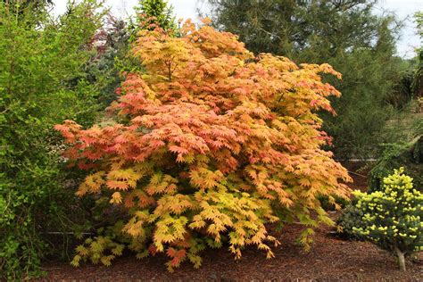 full grown autumn moon japanese maple